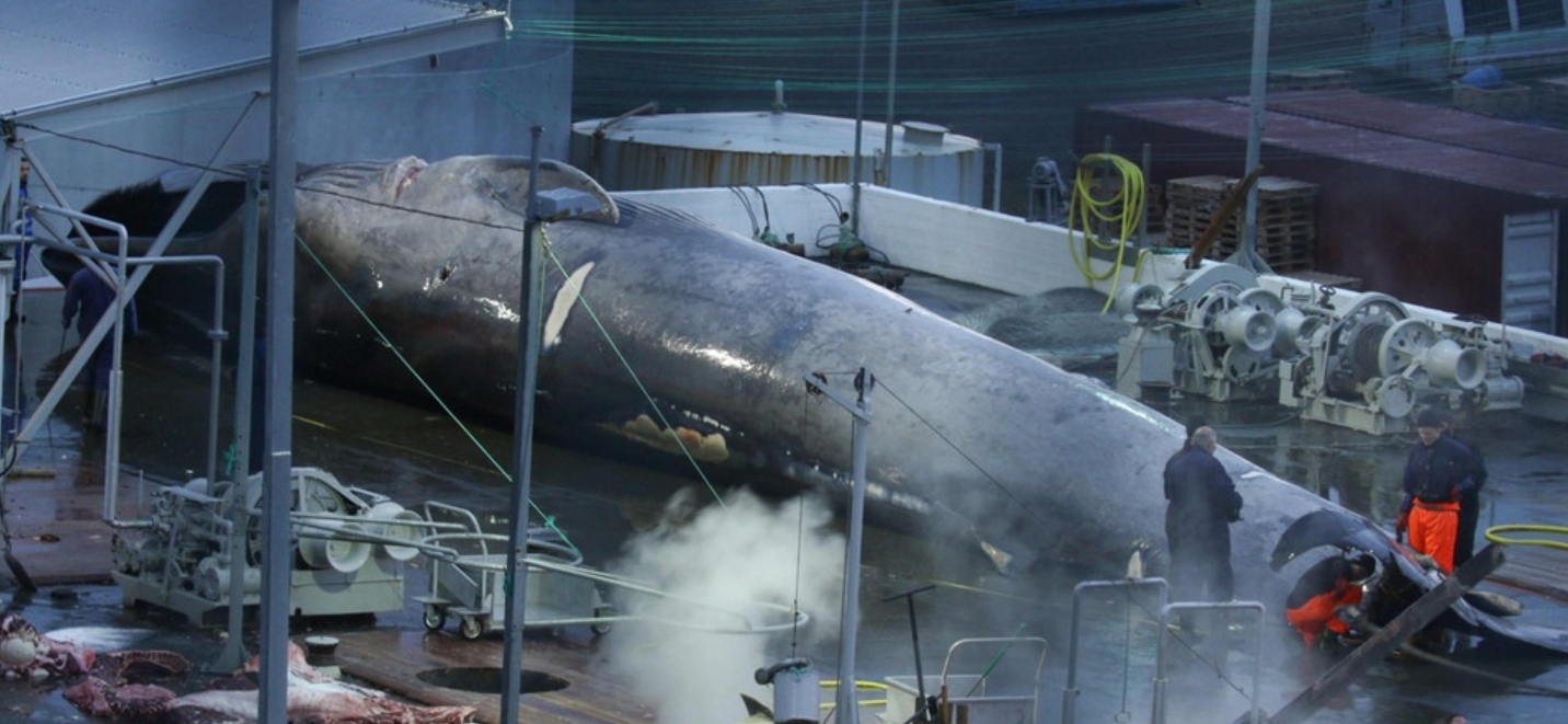 Iceland aims to end whaling by 2024