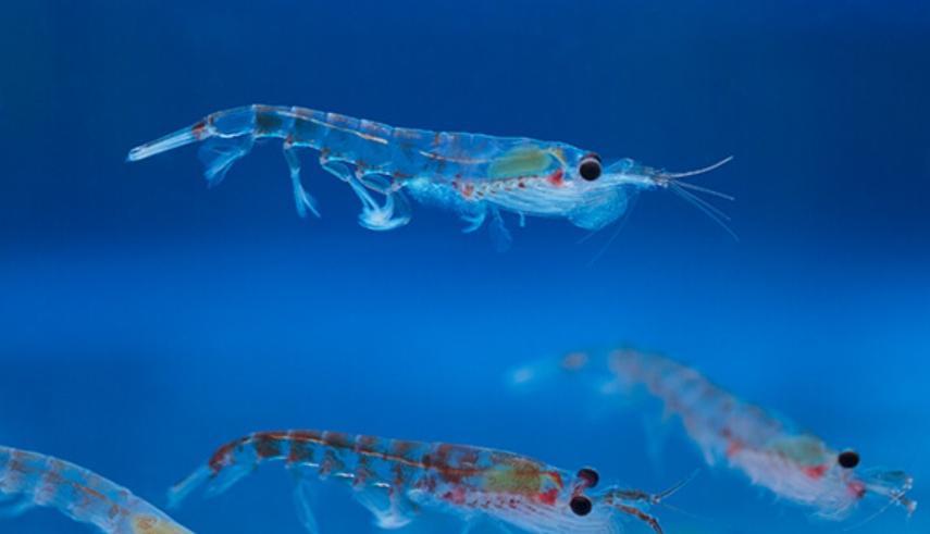 Krill