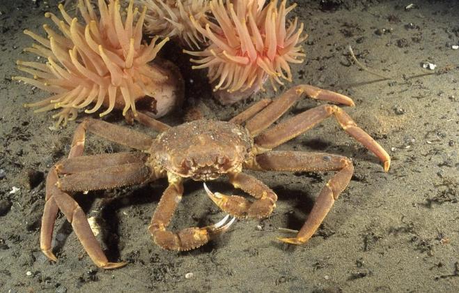 In Alaska, the harvest of snow crab was canceled