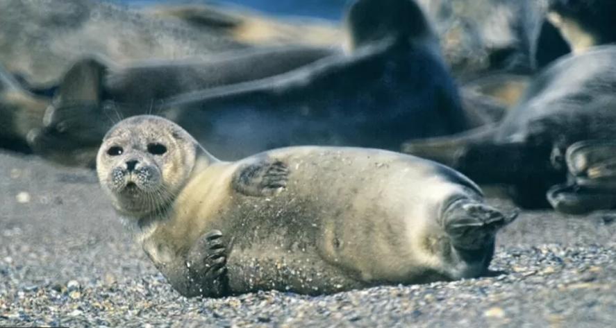The Caspian seal