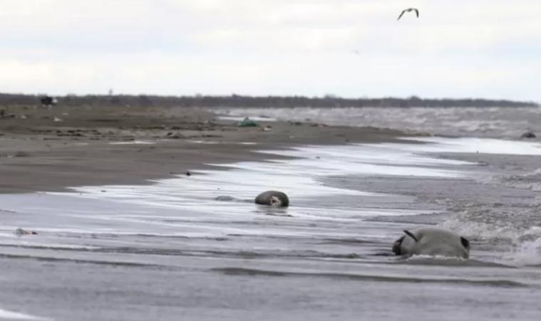 The Caspian seal