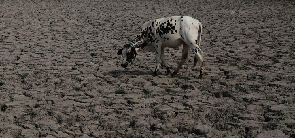 Heat waves in India and Pakistan